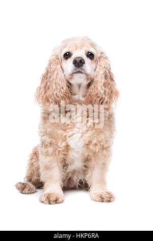 American Cocker Spaniel sitzt vor einem weißen Hintergrund Stockfoto