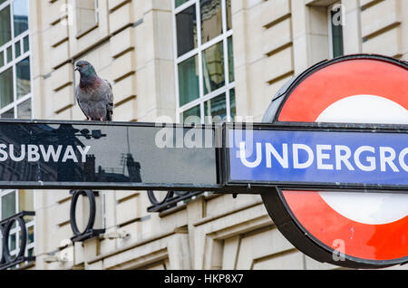 Eine Taube sitzt auf der Londoner U-Bahn Schild am Piccadilly Circus. Stockfoto