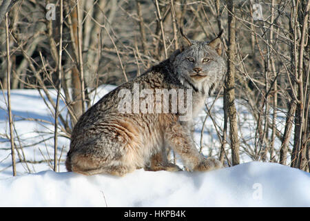 Kanada-Luchs im Schnee in einem Wald sitzt Stockfoto