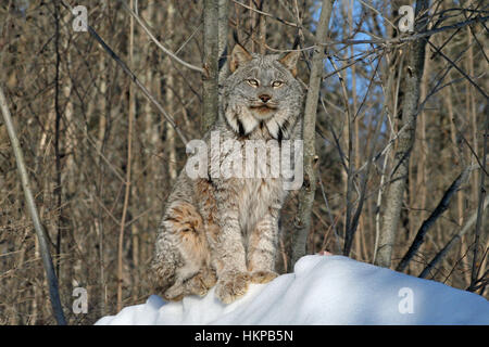 Kanada-Luchs im Schnee in einem Wald sitzt Stockfoto
