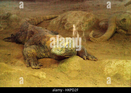 Komodo-Waran, Varanus Komodoensis, ist eine große Echse, die aus seiner einsamen Höhle wachsam ist. Stockfoto