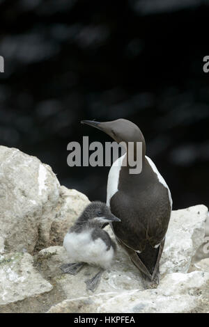 Gemeinsamen Guillemot (Uria Aalge) Erwachsene Mutter mit Küken, stehend auf Küsten Klippe, große Saltee Saltee Inseln, Irland Stockfoto