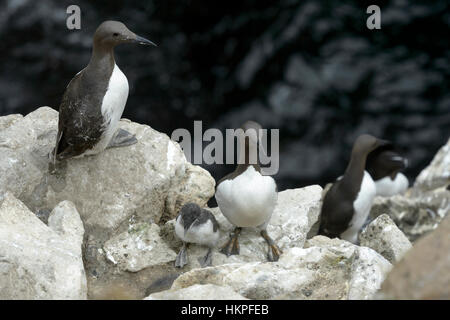 Gemeinsamen Guillemot (Uria Aalge) Erwachsene Mutter mit Küken auf küstennahen Klippen an Kolonie, große Saltee Saltee Inseln, Irland Stockfoto