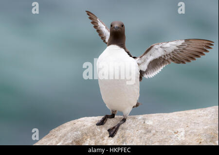 Gemeinsamen Guillemot (Uria Aalge) Erwachsenen, stehend auf küstennahen Klippen, flatternden Flügeln, große Saltee Saltee Inseln, Irland Stockfoto