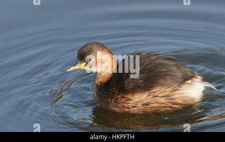 Eine niedliche Zwergtaucher (Tachybaptus Ruficollis) in einem Fluss schwimmen. Stockfoto