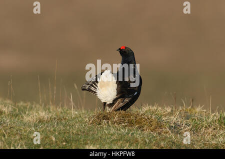 Eine atemberaubende männlichen Birkhuhn (at Tetrix) anzeigen für ein Weibchen. Stockfoto