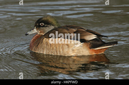 Eine wilde Kreuzung züchten Brautente oder Carolina Ente (Aix Sponsa) weibliche schwimmen an einem Fluss. Stockfoto