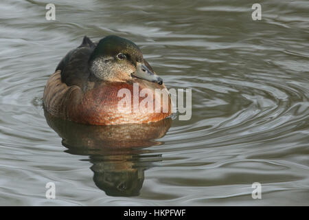 Eine wilde Kreuzung züchten Brautente oder Carolina Ente (Aix Sponsa) weibliche schwimmen an einem Fluss. Stockfoto