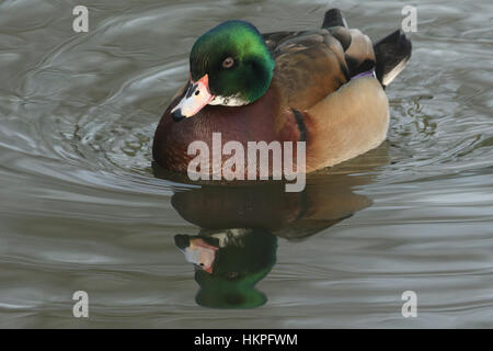 Eine wilde Kreuzung züchten Brautente oder Carolina Ente (Aix Sponsa) männlichen schwimmen an einem Fluss. Stockfoto