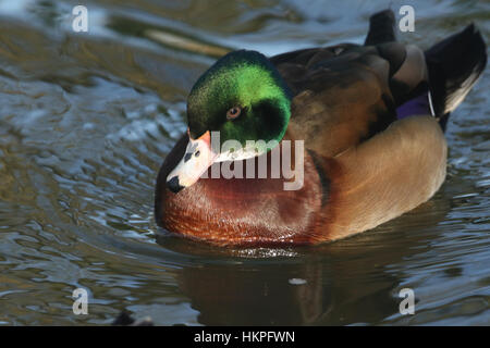 Eine wilde Kreuzung züchten Brautente oder Carolina Ente (Aix Sponsa) männlichen schwimmen an einem Fluss. Stockfoto