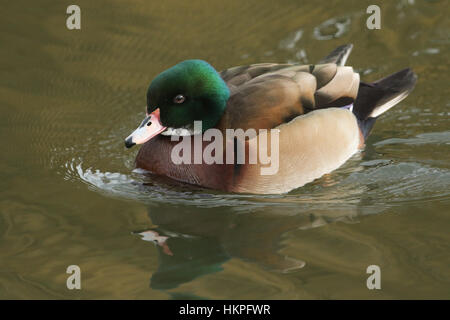 Eine wilde Kreuzung züchten Brautente oder Carolina Ente (Aix Sponsa) männlichen schwimmen an einem Fluss. Stockfoto