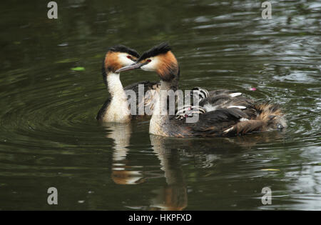 Zwei atemberaubende adult Great crested Grebe (Podiceps Cristatus) mit ihren niedlichen Babys Reiten auf dem Rücken schwimmen an einem Fluss. Stockfoto