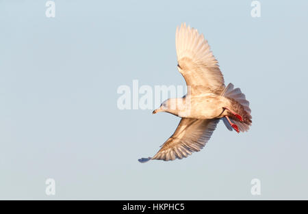 Island Gull, North Shields, Northumberland Stockfoto