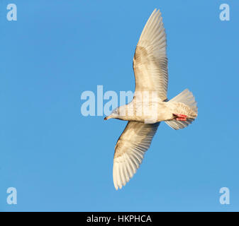 Island Gull, North Shields, Northumberland Stockfoto