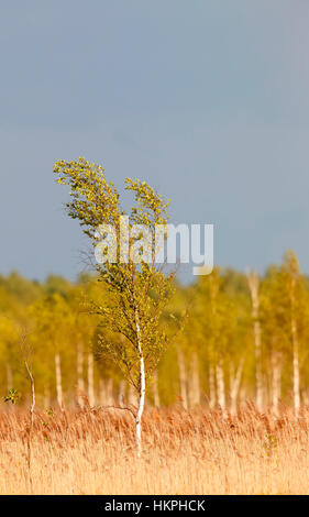 Birke im Röhricht, Polen Stockfoto