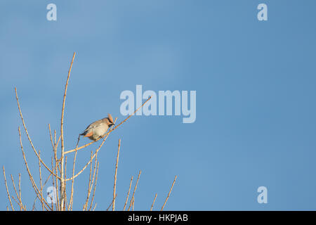 Seidenschwanz (Bombycilla) hoch oben auf einem Baum im Winter. Blauer Himmel. Stockfoto