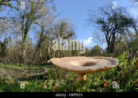 Trooping Trichter / Pilz-Kopf des Mönches (Clitocybe / Infundibulicybe Geotropa), im Wald Fahrt LWT unteren Wald reservieren, Gloucestershire, UK, Reihe Stockfoto