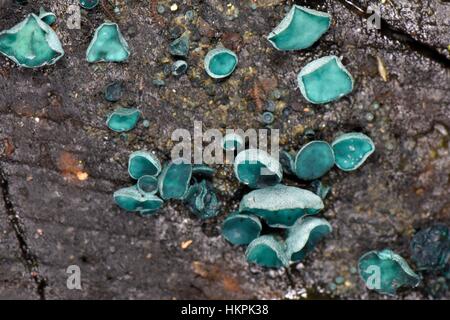 Grüne Elfcup / grünen Fleck Pilz (Chlorociboria Aeruginosa/Aeruginascens) wächst auf einem faulenden Baumstamm, Gloucestershire, UK. Stockfoto