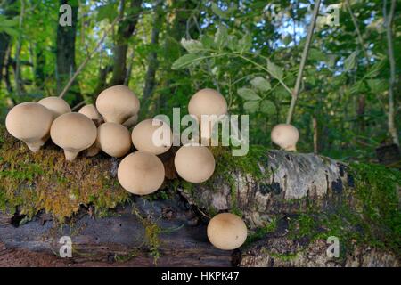 Eine Gruppe von Stump Puffball Pilze (Lycoperdon Pyriforme) aus einem verwesenden Protokoll im Laubwald, Gloucestershire, UK. Stockfoto