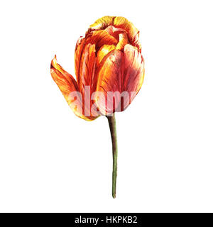 Wildflower Tulpe Blume im Aquarell-Stil isoliert. Stockfoto