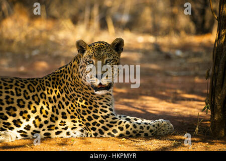 Leopard ruht, Panthera Pardus, Okonjima, Namibia, von Monika Hrdinova/Dembinsky Foto Assoc Stockfoto