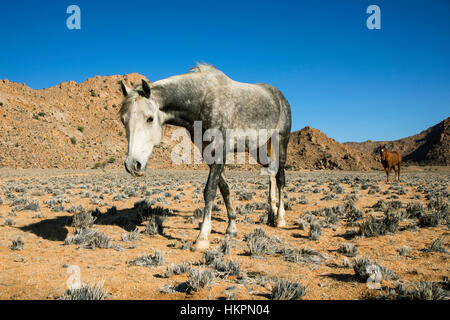 Wilde Pferde, Klein-Aus Vista finden, Namibia, Afrika, von Monika Hrdinova/Dembinsky Foto Assoc Stockfoto
