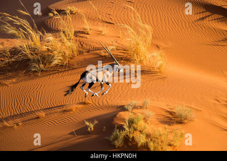 Südafrikanische Oryx Oryx gazella gazela ausgeführt wird, auch als eine Antilope, Wüste Namib, Namibia, von Monika Hrdinova/Dembinsky Foto Assoc bekannt Stockfoto