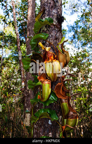 Die veitch Kannenpflanze (Nepenthes veitchii), Maliau Becken Conservation Area, Sabah, Borneo, Malaysia, von Monika Hrdinova/Dembinsky Foto Assoc Stockfoto