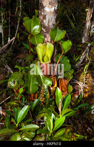 Die veitch Kannenpflanze (Nepenthes veitchii), Maliau Becken Conservation Area, Sabah, Borneo, Malaysia, von Monika Hrdinova/Dembinsky Foto Assoc Stockfoto