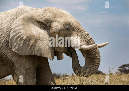 Afrikanischer Elefant, Loxodonta africana, essen Water-Thorn Akazie, Etosha National Park, Namibia, von Monika Hrdinova/Dembinsky Foto Assoc Stockfoto