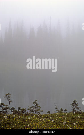 Bäume im Nebel bei Sonnenaufgang spiegelt sich in der Spiegelung See entlang Küste Mount Rainier National Park Washington State, USA Stockfoto