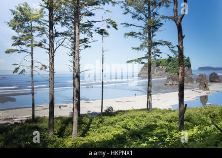 Ruby Beach, Kalaloch, Olympic Nationalpark.  Strände in der Umgebung von Kalaloch der Olympic National Park, identifiziert durch Trail Zahlen sind abgelegen und wild. Stockfoto