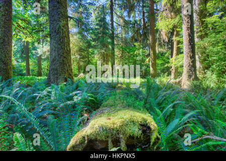 Hoh River Regenwald, Olympic Mountains. Olympic Nationalpark.  Olympic Halbinsel, Washington.  Outdoor-Abenteuer. Stockfoto