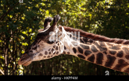 Giraffen sind in Afrika gefunden und erreichen eine Höhe zwischen 15 und 20 Fuß hoch, mit einem sehr langen Hals. Stockfoto