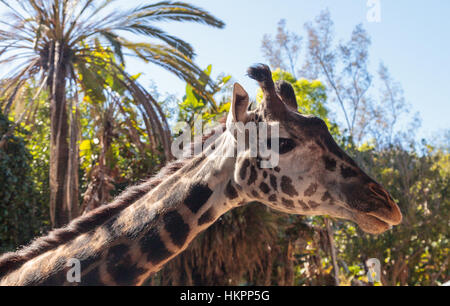 Giraffen sind in Afrika gefunden und erreichen eine Höhe zwischen 15 und 20 Fuß hoch, mit einem sehr langen Hals. Stockfoto