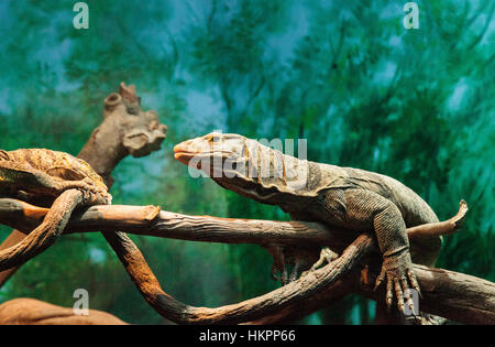 Grays-Monitor, Varanus Olivaceus, sonnen sich in den Bäumen des Terrariums. Stockfoto