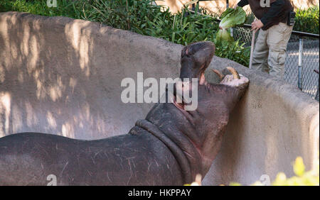 Los Angeles, CA, USA - 28. Januar 2017: Nilpferd wird gespeist von seinem Trainer im Zoo von Los Angeles in Süd-Kalifornien, USA