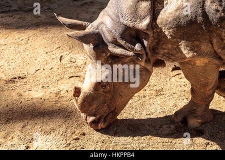 Panzernashorn, Rhinoceros Unicornis, gefunden in den Savannen von Indien und Nepal. Stockfoto