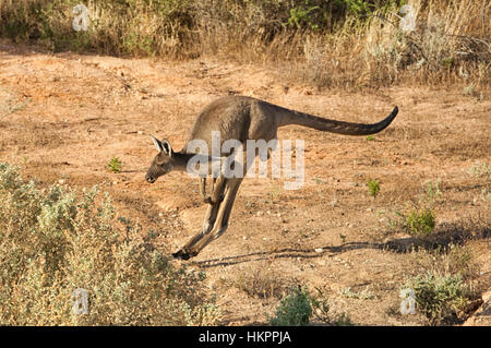 Roter Känguruh (Macropus Rufus) springen, Mungo National Park, New-South.Wales, Australien Stockfoto