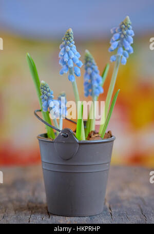 Muscari Botryoides Blumen auch bekannt als blaue Trauben Hyazinthe in Eimer Stockfoto