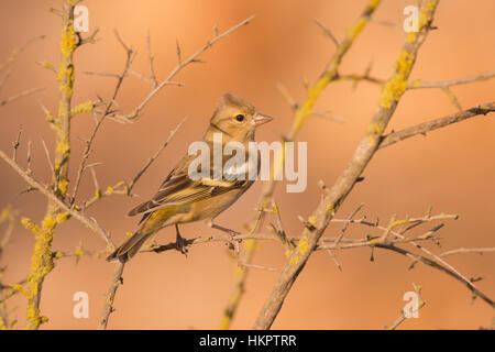 Weibliche gemeinsame Buchfinken (Fringilla Coelebs) thront auf einem Ast. Buchfinken sind teilweise Zugvögel, die hauptsächlich Samen essen. Man findet sie in gard Stockfoto