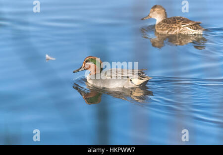 Enten auf dem See an einem sonnigen Tag spielen Stockfoto