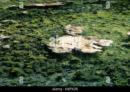 grüne Algen wachsen unter Wasser in einem Waldteich Stockfoto