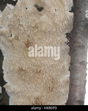 Milch-weißen gezahnten Polypore (Irpex Lacteus) wächst auf einem Baum Hartholz-Irpex Lacteus. Stockfoto