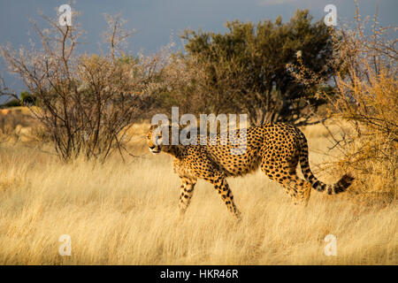 Geparden jagen, Acinonyx jubatus, Lapa Lange Lodge, Namibia, von Monika Hrdinova/Dembinsky Foto Assoc Stockfoto