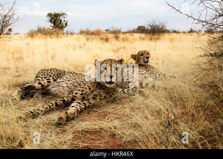 Paar Geparden ruhend, Acinonyx jubatus, Lapa Lange Lodge, Namibia, Afrika von Monika Hrdinova/Dembinsky Foto Assoc Stockfoto