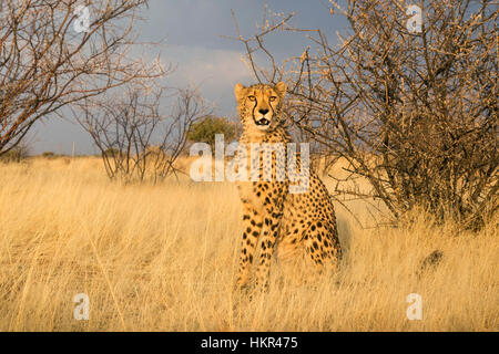 Cheetah, Acinonyx jubatus, Lapa Lange Lodge, Namibia, Afrika von Monika Hrdinova/Dembinsky Foto Assoc Stockfoto