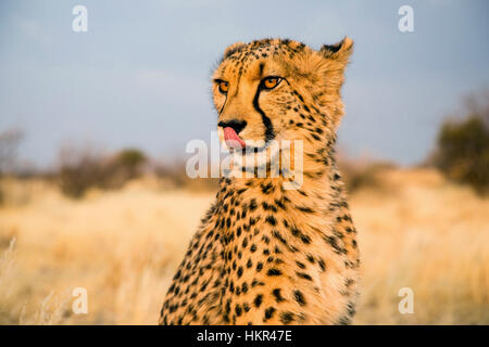 Cheetah lecken, Acinonyx jubatus, Lapa Lange Lodge, Namibia, Afrika von Monika Hrdinova/Dembinsky Foto Assoc Stockfoto