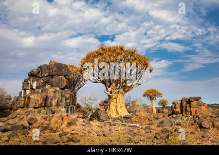 Köcherbaumwald, Köcherbaum Woud, Aloe dichotoma, mesosaurus Fossil Site, Keetmanshoop, Namibia, von Monika Hrdinova/Dembinsky Foto Assoc Stockfoto