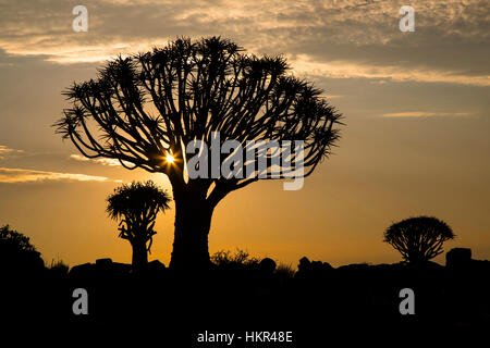 Sonnenuntergang, Köcherbaumwald, Köcherbaum Woud, Aloe dichotoma, mesosaurus Fossil Site, Keetmanshoop, Namibia, von Monika Hrdinova/Dembinsky Foto Assoc Stockfoto